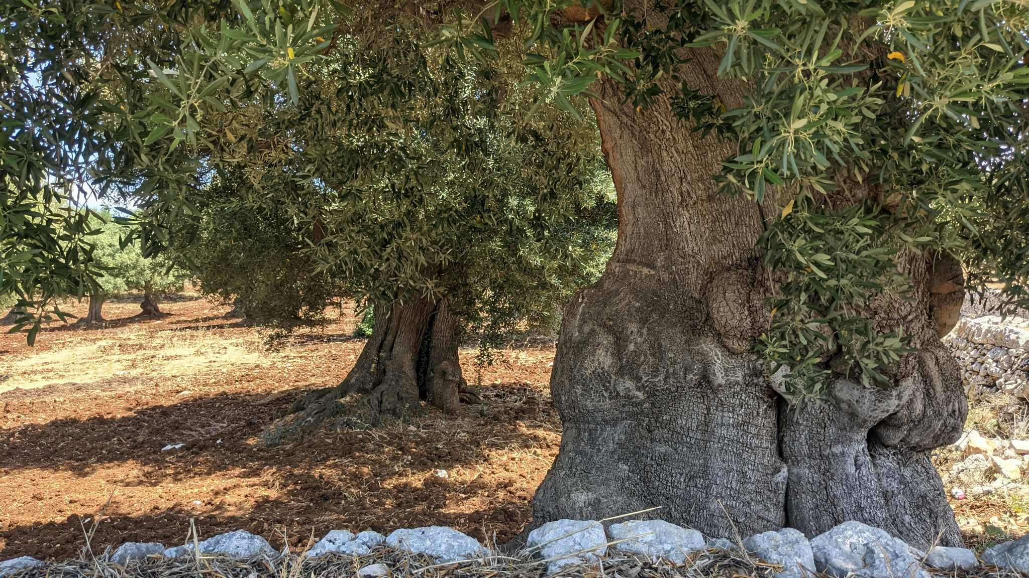 Ulivi secolari in Puglia